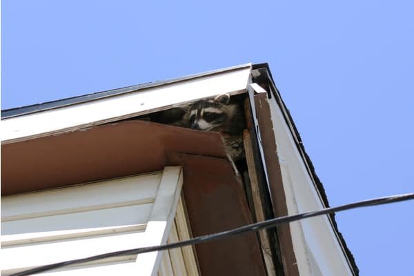A raccoon peaking out from an Omaha roof. There is visible roof damage.