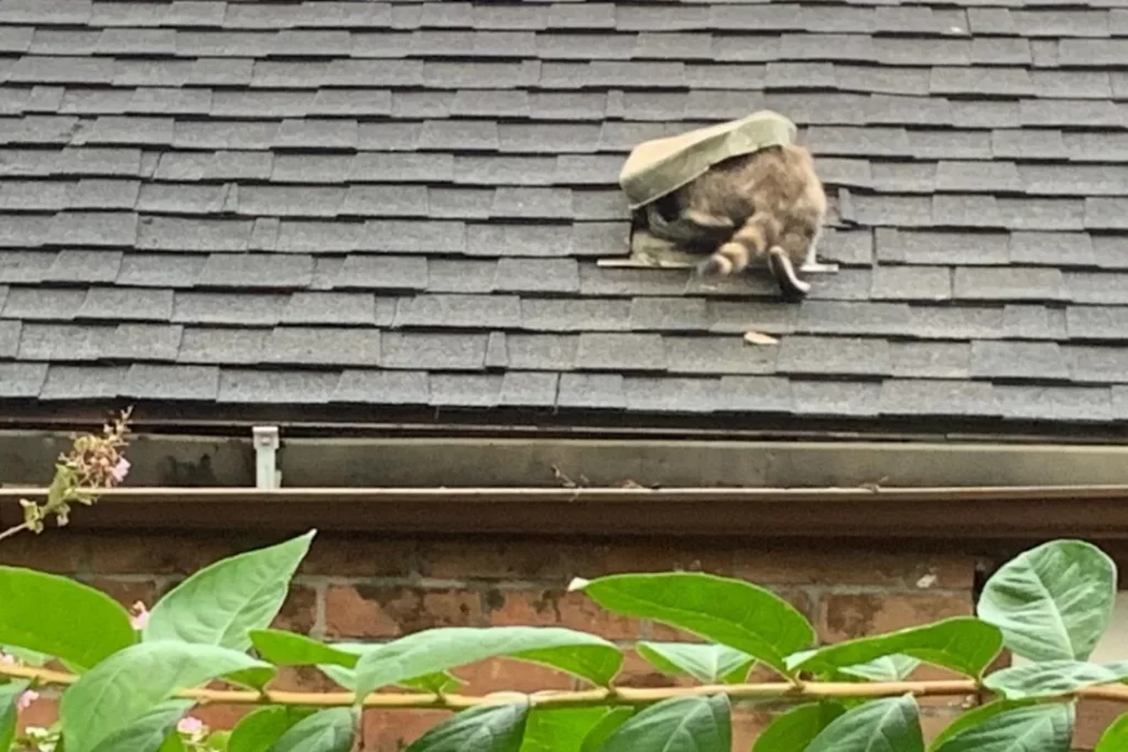 A raccoon crawling through a roof vent on an asphalt shingle roof.