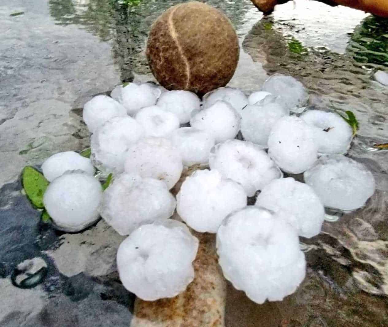 Pile of fallen Hail with bald tennis ball to show size, hail is smaller than the tennis ball