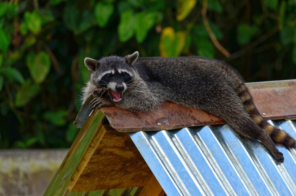Raccoon laying on Lincoln, Nebraska roof, new roof means less pests can get into your attic