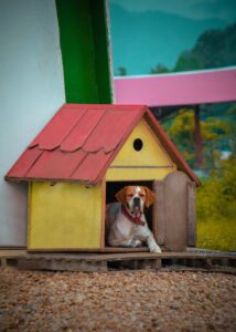Dog in yellow dog house with red wood shingle roof in Lincoln, NE