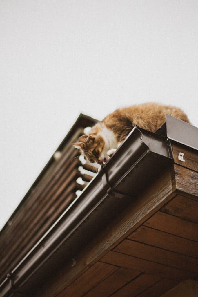 A cat looking at gutters while leaning over the roof of an Omaha home.